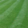 lawn